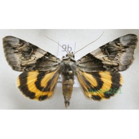Catocala fulminea (Scopoli, 1763) Czech9b